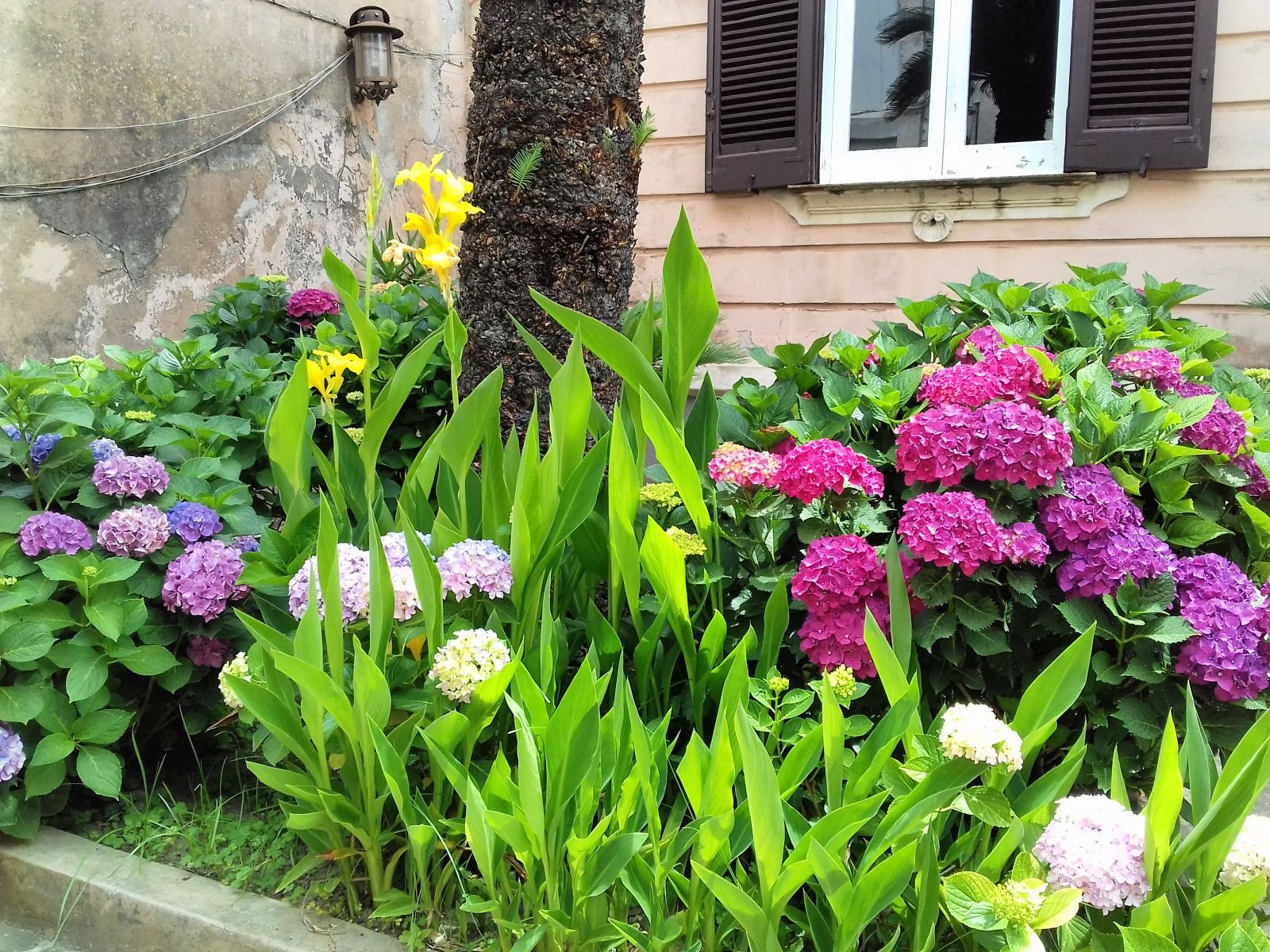 Procida-Garden