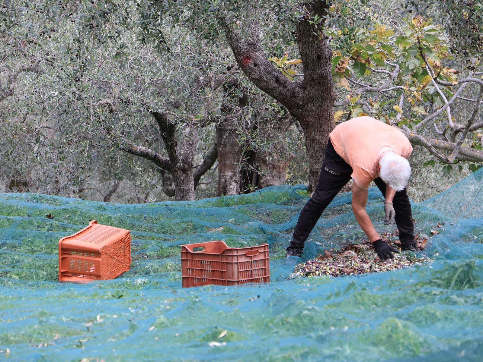 oliveharvest