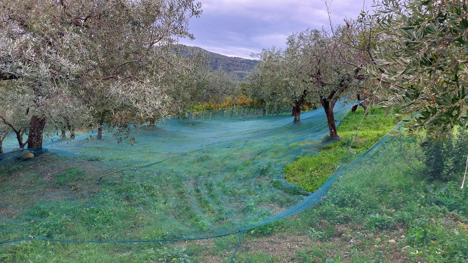 oliveharvest