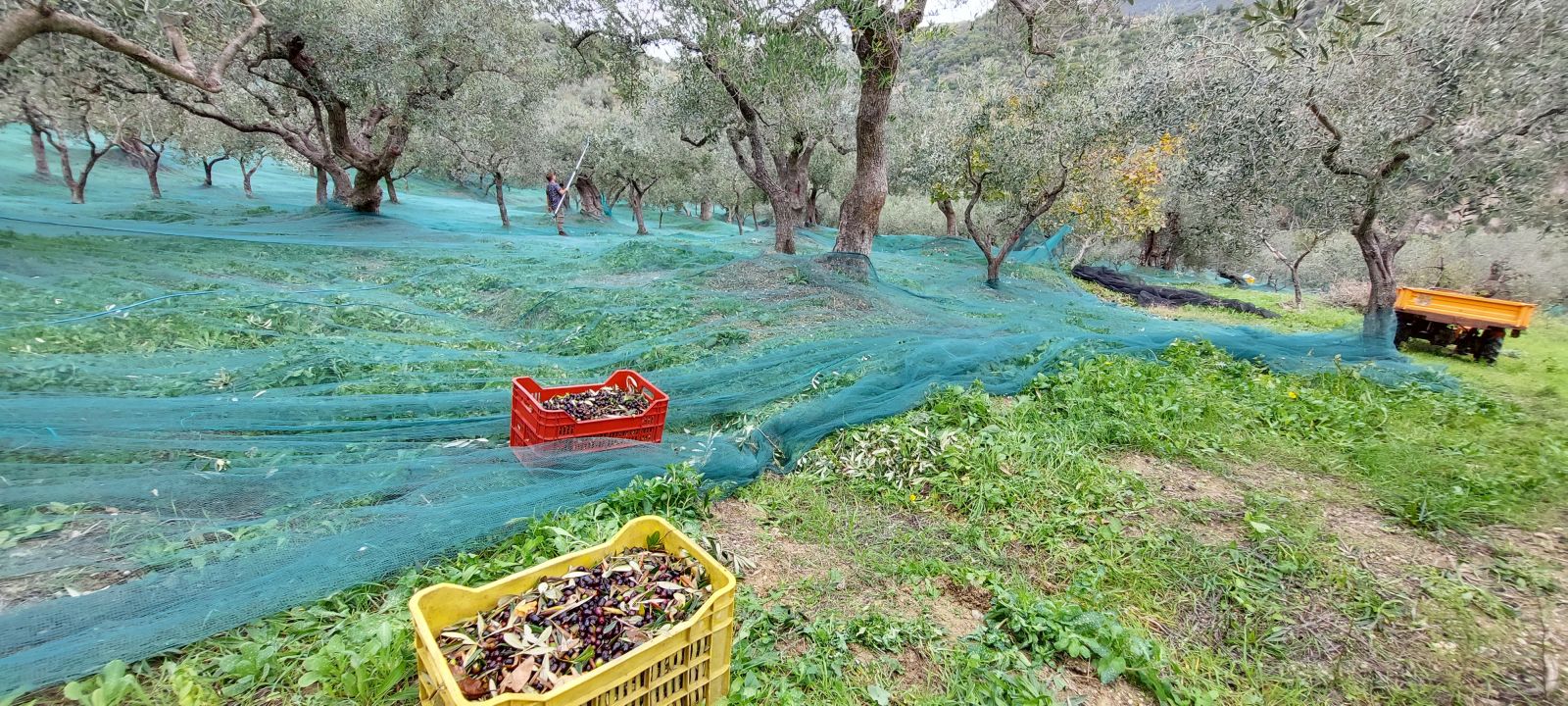 oliveharvest