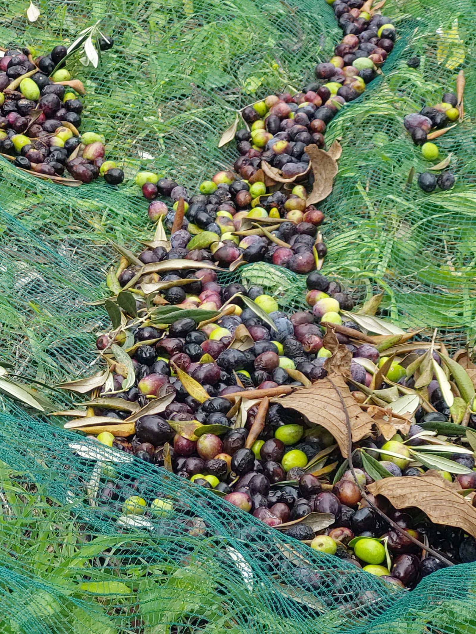 oliveharvest
