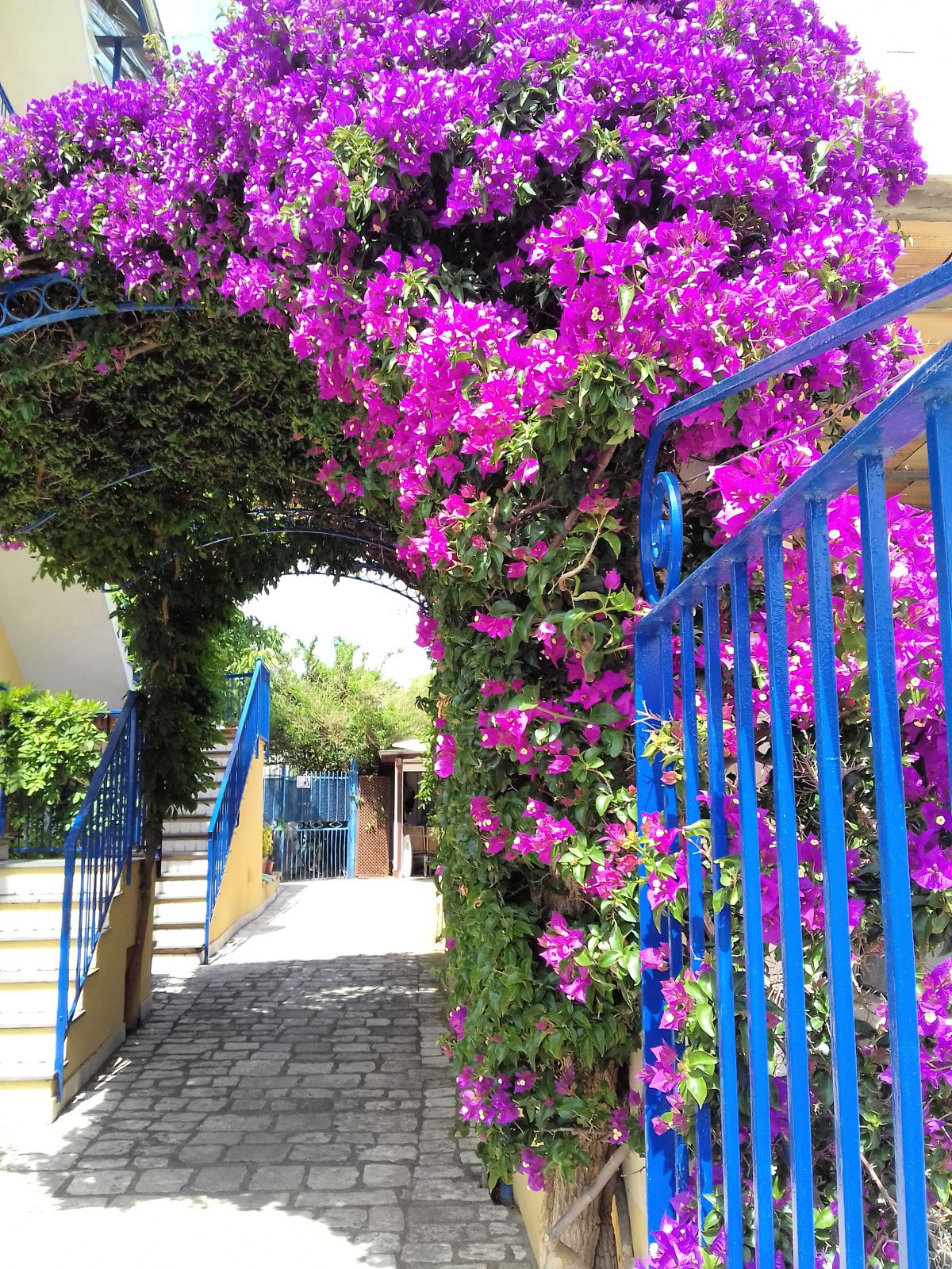 Procida-Bougainvillea