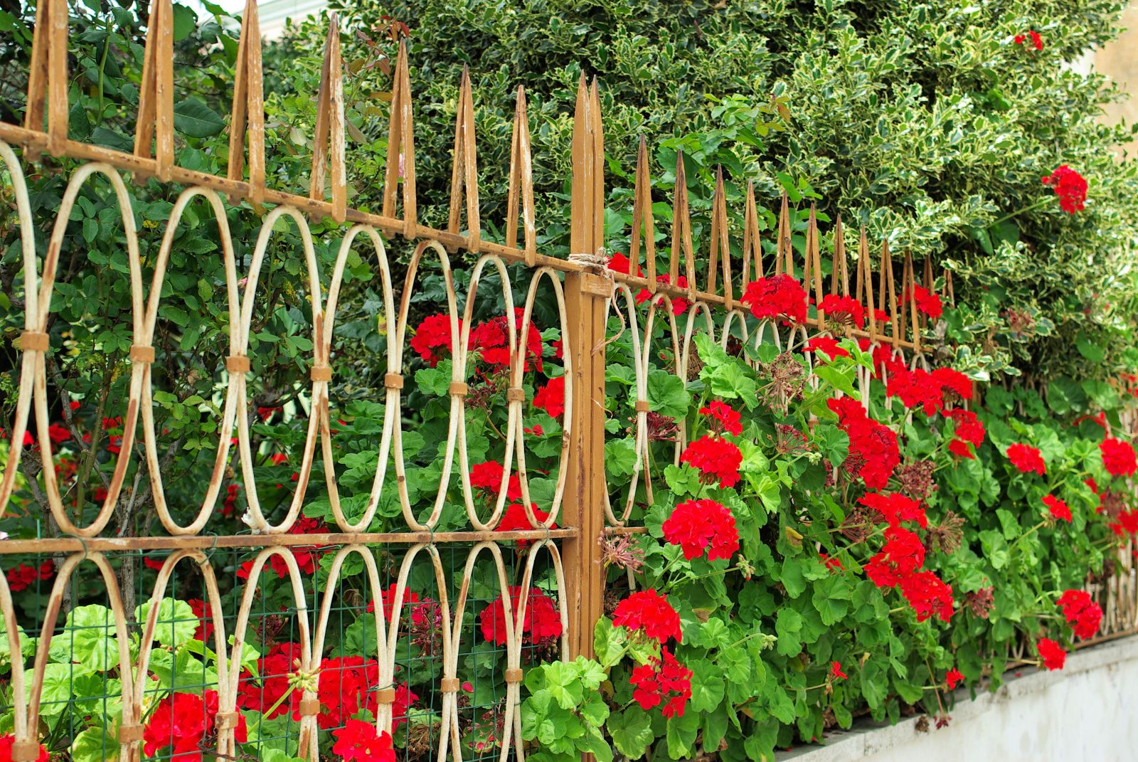 Procida-Geraniums