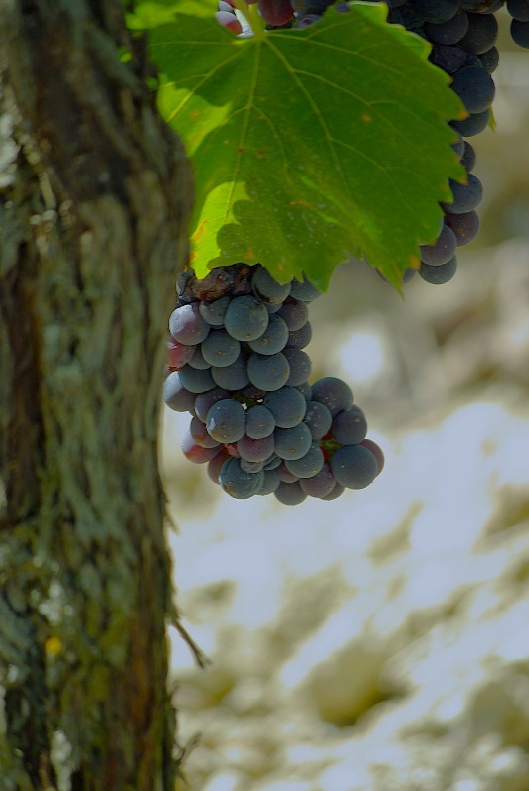 Slow travel in Tuscany