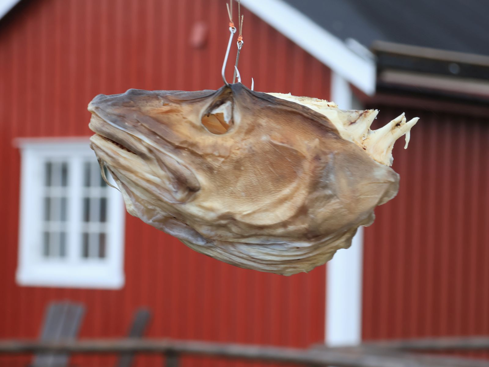 Italy and the Arctic