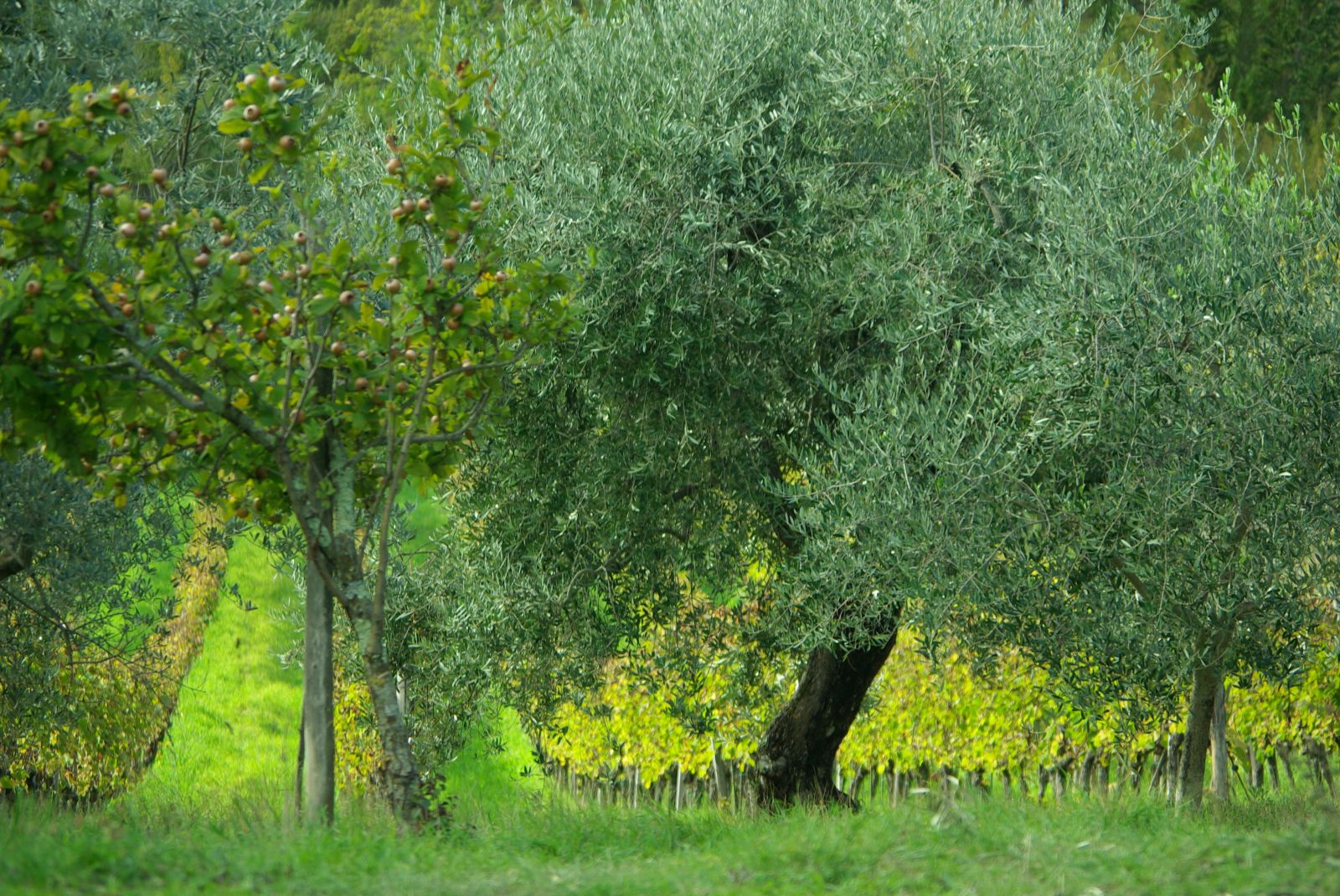 Tuscany and agriturismo