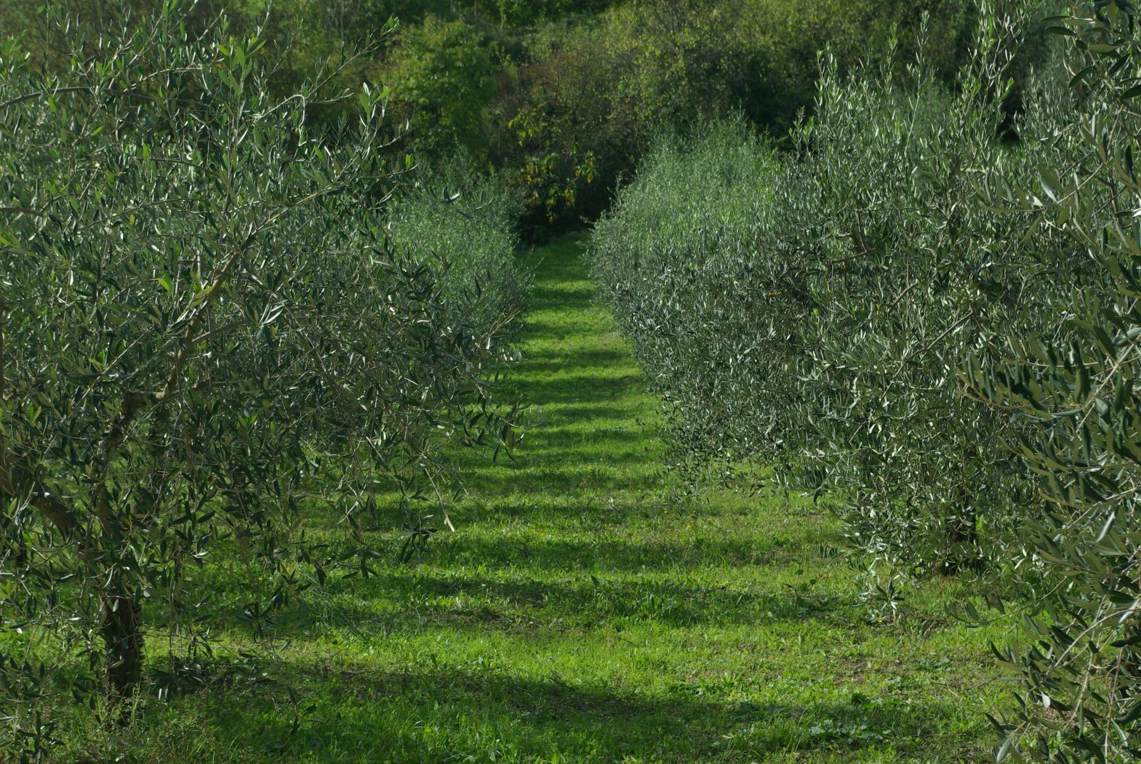 Tuscany and agriturismo