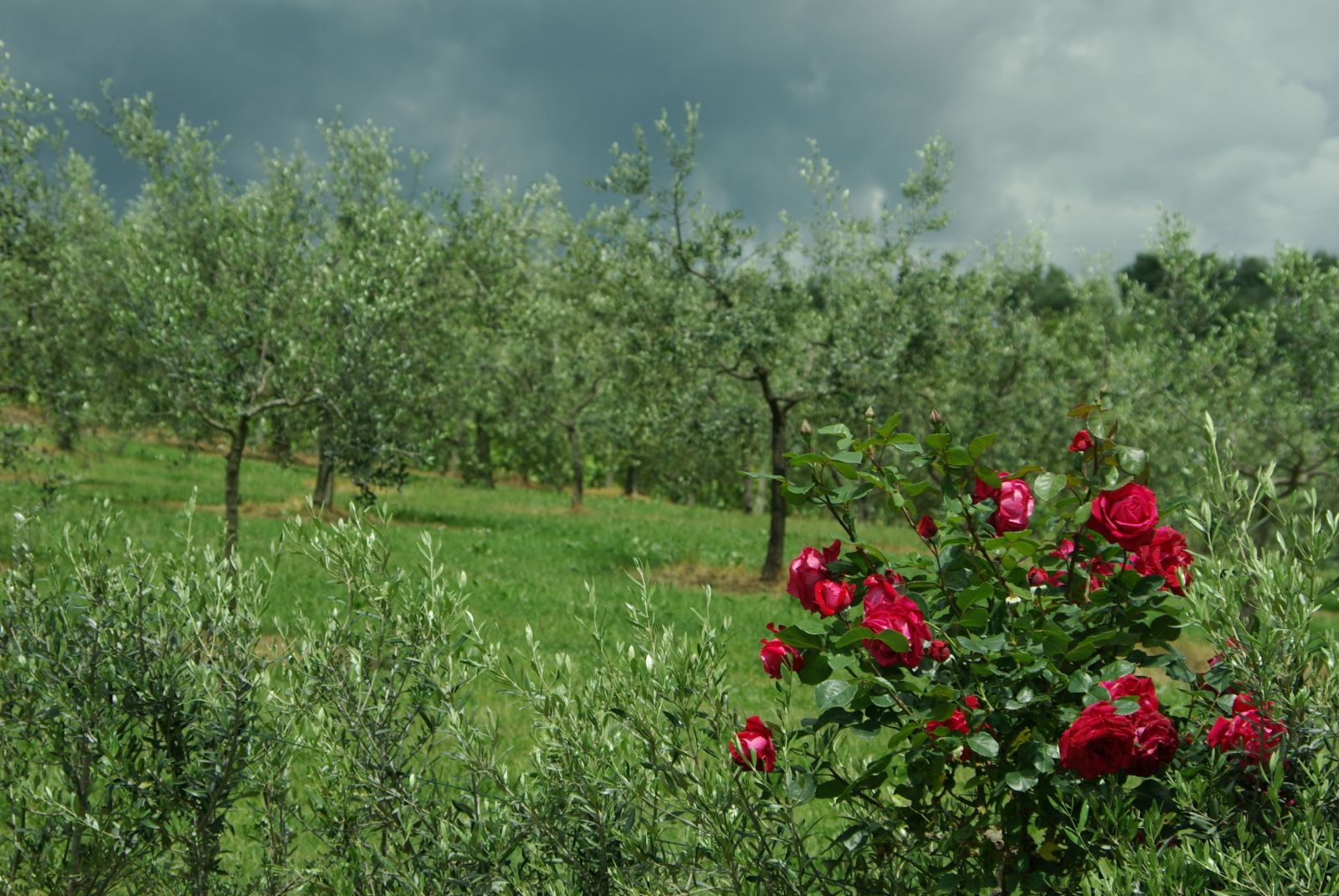 Tuscany and agriturismo