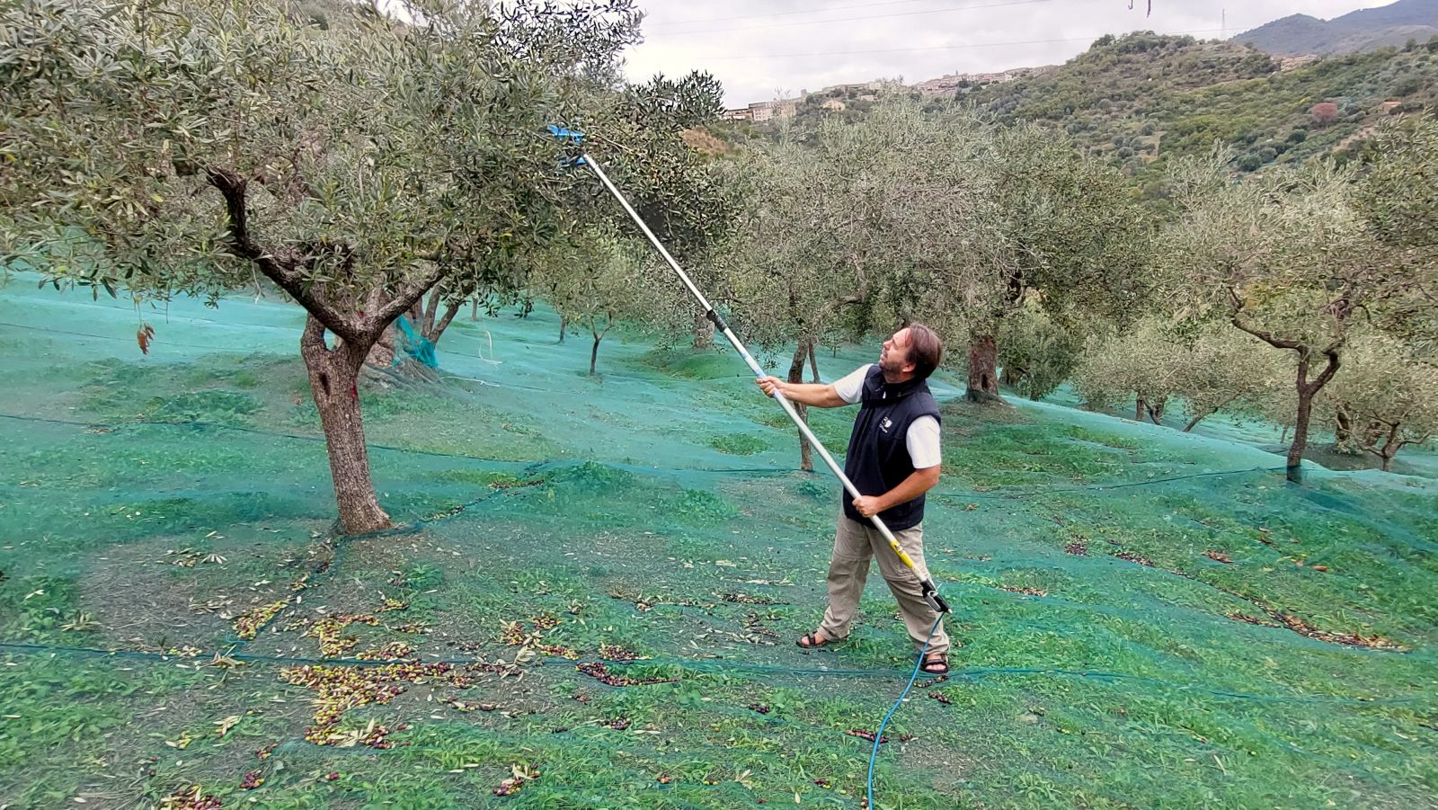 Olive harvest in Cilento