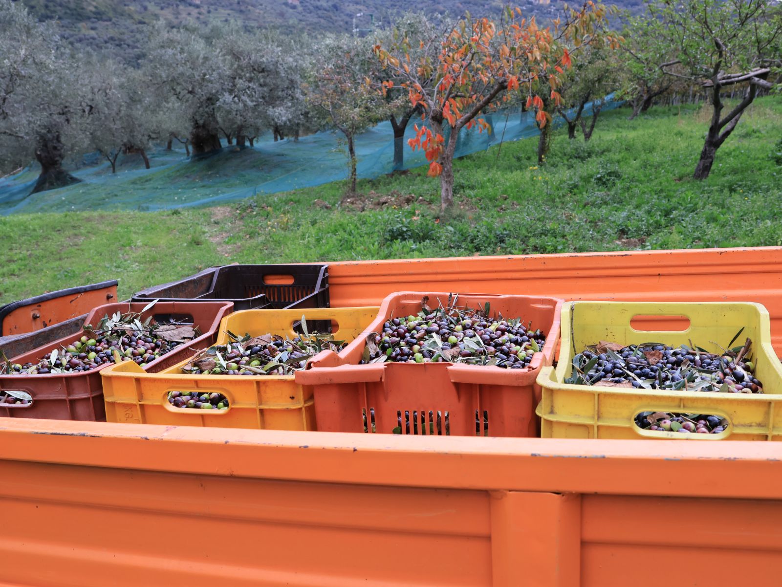 Olive harvest in Cilento