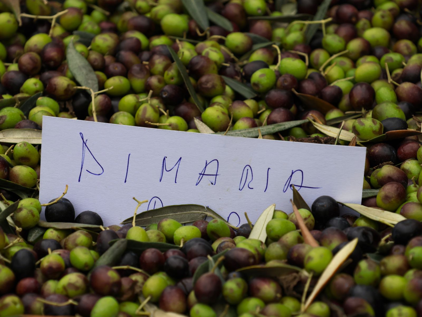 Olive harvest in Cilento