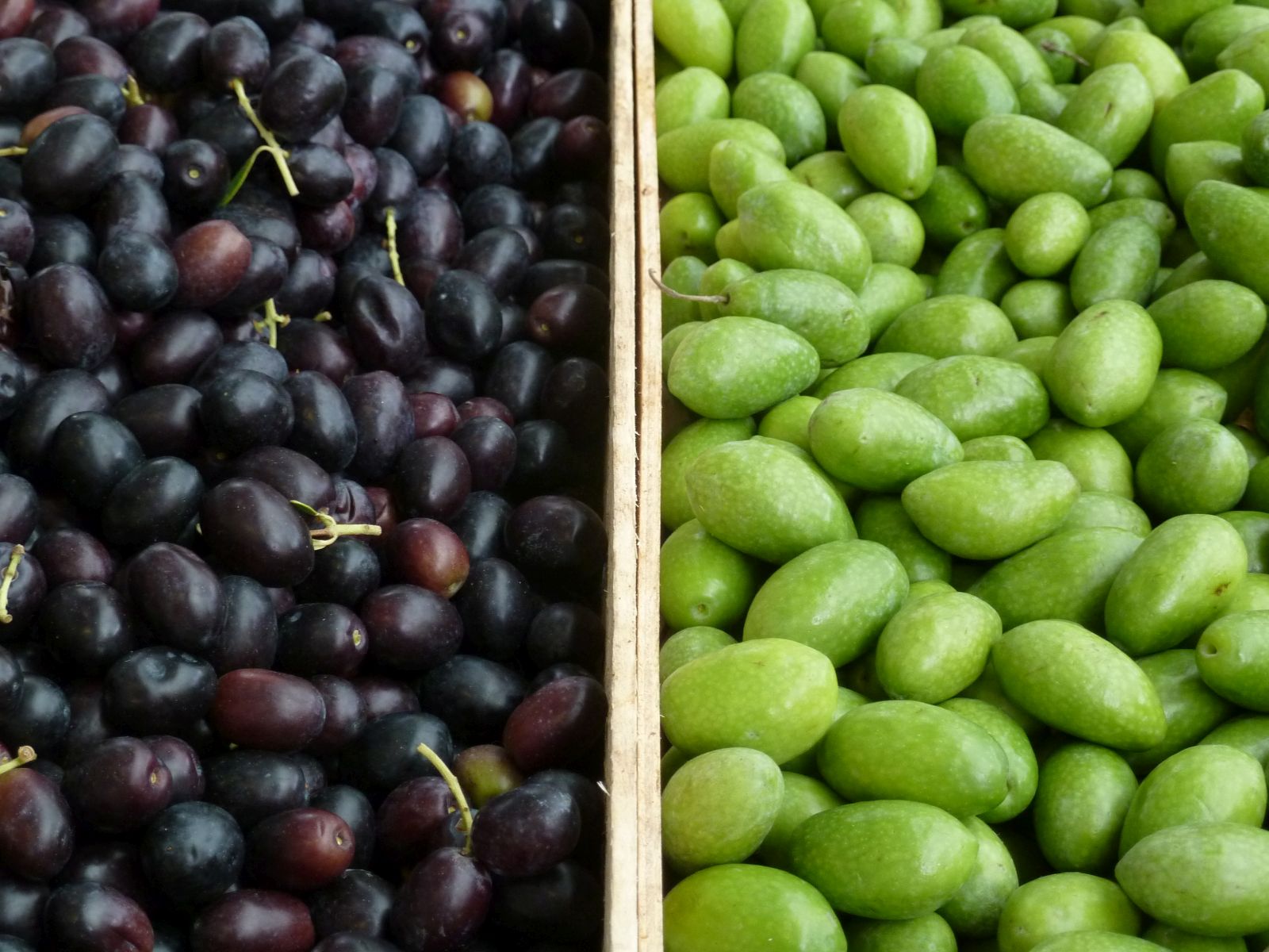 Olive harvest in Cilento