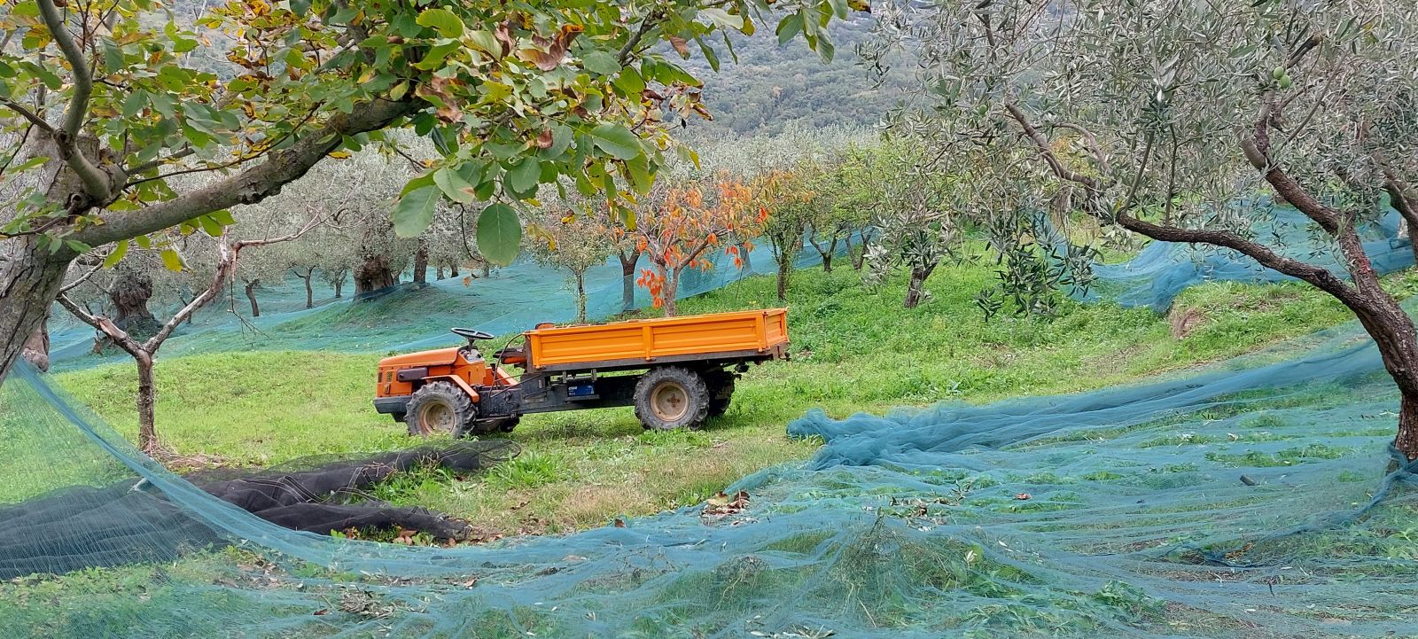 Olive harvest in Cilento
