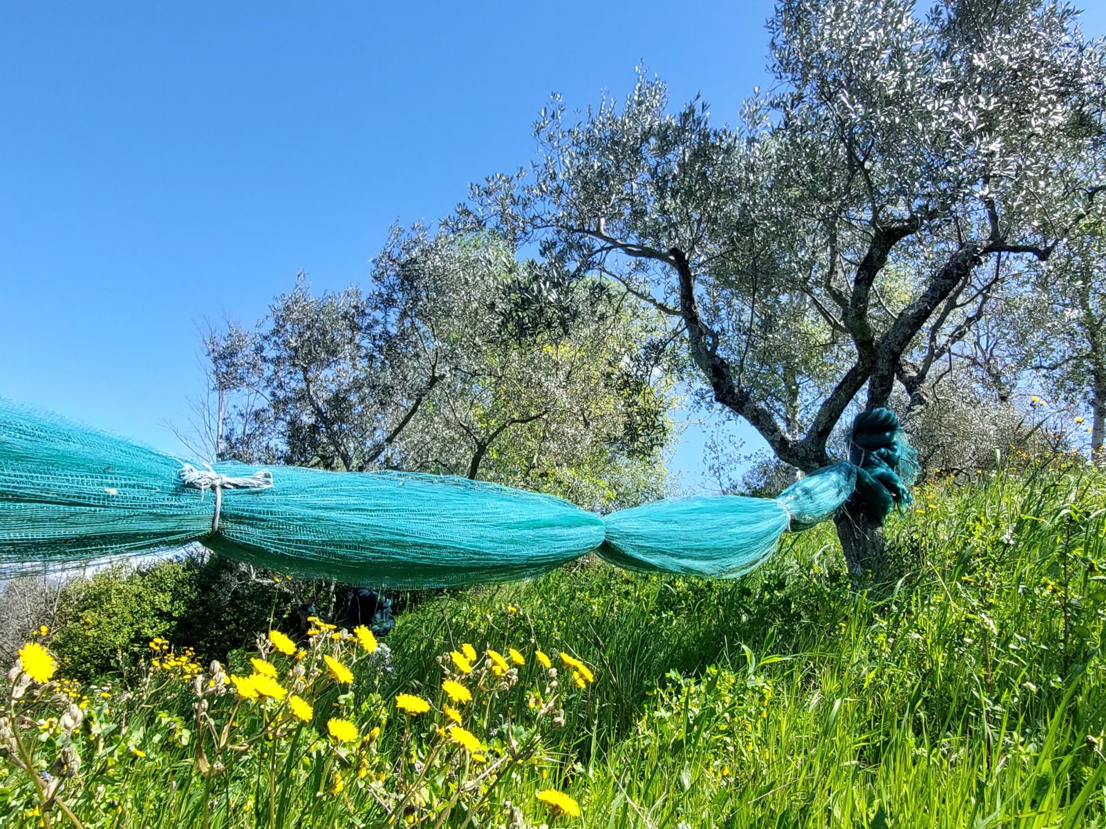 Olive grove